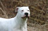 DOGUE ARGENTIN 473